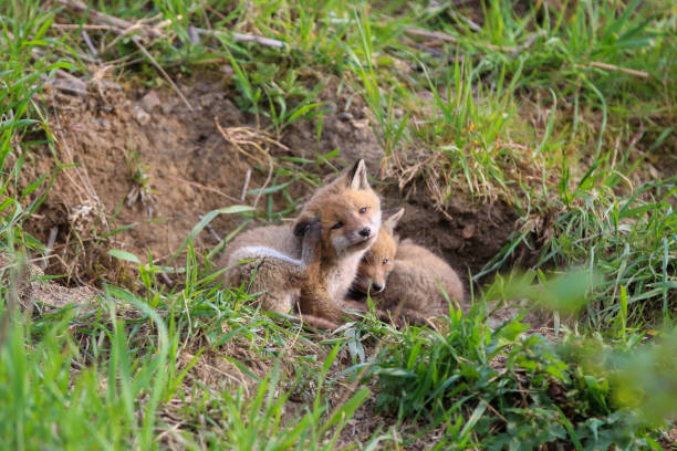 istock Young fox (vulpes) discovering the world near Maastricht 1317217576