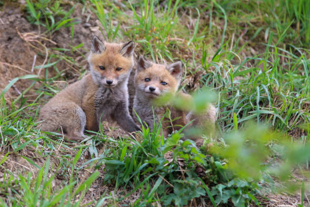 istock Young fox (vulpes) discovering the world near Maastricht 1317217577