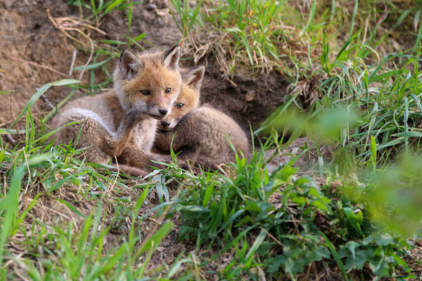 istock Young fox (vulpes) discovering the world near Maastricht 1317217601