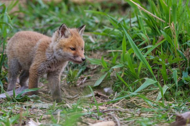 istock Young fox (vulpes) discovering the world near Maastricht 1317217605