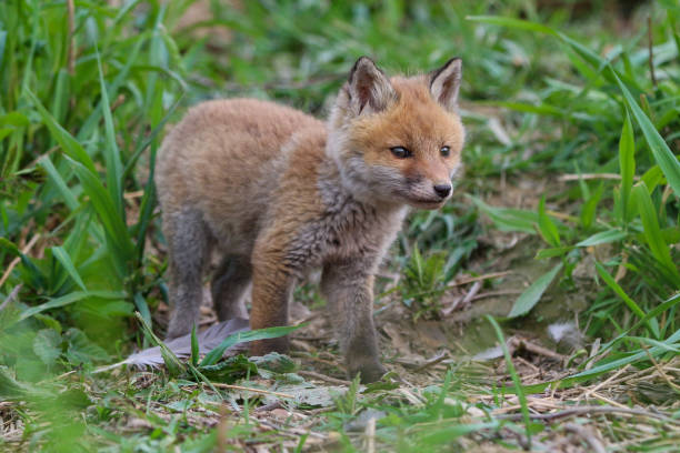 istock Young fox (vulpes) discovering the world near Maastricht 1317217636