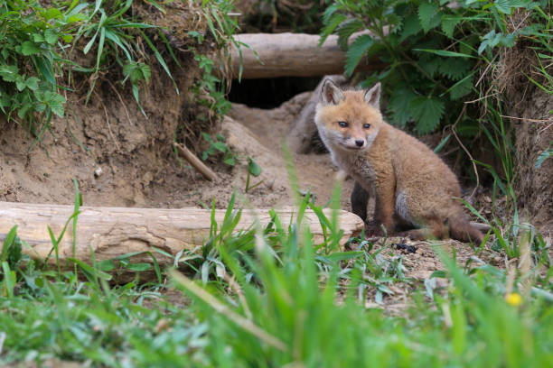 istock Young fox (vulpes) discovering the world near Maastricht 1317217642