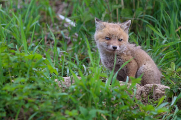 istock Young fox (vulpes) discovering the world near Maastricht 1317217655