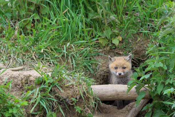 istock Young fox (vulpes) discovering the world near Maastricht 1317217706