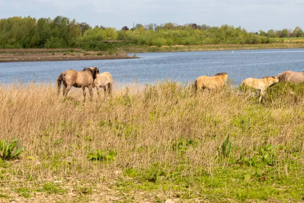 A herd of wild Konik horses near the river Meuse in Maastricht. The adult horses are taking care of the offspring will moving around on the meadows on the search for food. The River is the border between the netherlands and belgium