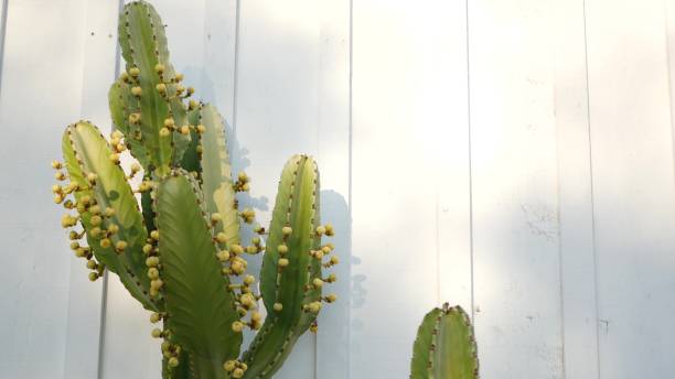 カリフォルニア州サボテン多肉植物砂漠の植物、乾燥した気候自然の花、植物のクローズアップ背景。緑の装飾的な珍しい観葉植物。アメリカのガーデニングは、アロエとアガベで育つ - desert flower california cactus ストックフォトと画像