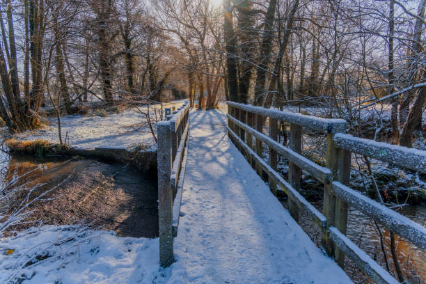 istock footpath track trail wooden bridge footbridge river forest 1317220834
