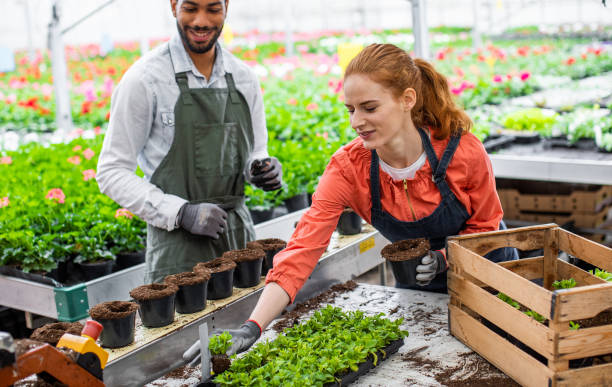 istock Garden center workers potting plants 1317221033