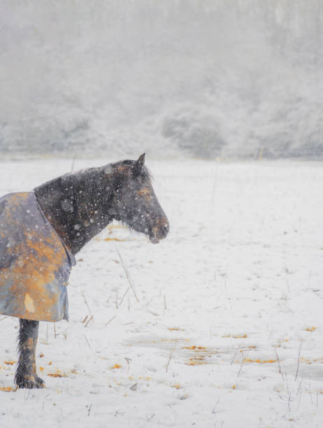 istock horse grazing in a field paddock on a winters day in january 1317221103