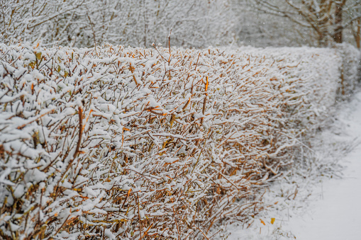 snow over back gardens. Redditch, worcestershire, england, UK. A snowy day in Spring. There are no visible people in the picture.