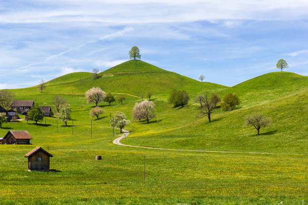 istock Drumlin hills with trees under blue sky in summer 1317222476