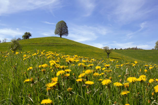 前景に春のタンポポの牧草地を持つ木々とドラムリンの丘 - drumlin ストックフォトと画像