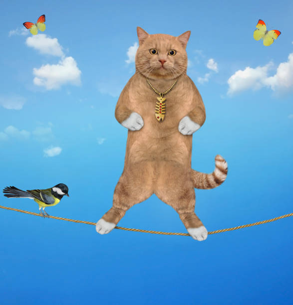 istock Cat reddish acrobat walks on tightrope 1317222703
