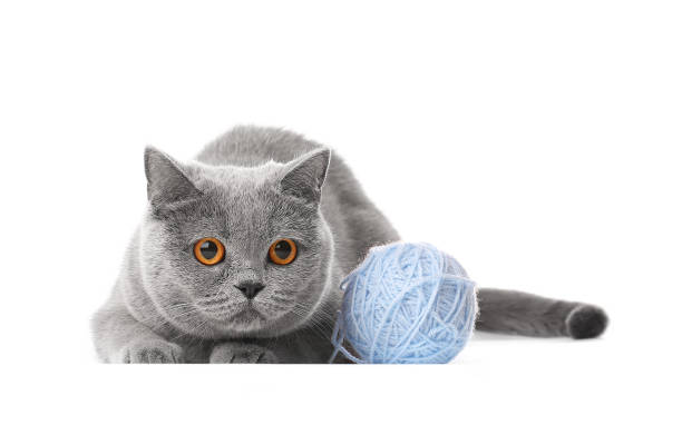 istock Cat with a ball of thread isolated 1317222713