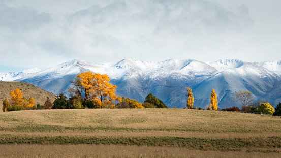Golden autumn trees with the snow-covered Ben Ohau Range in the background, Twizel, New Zealand