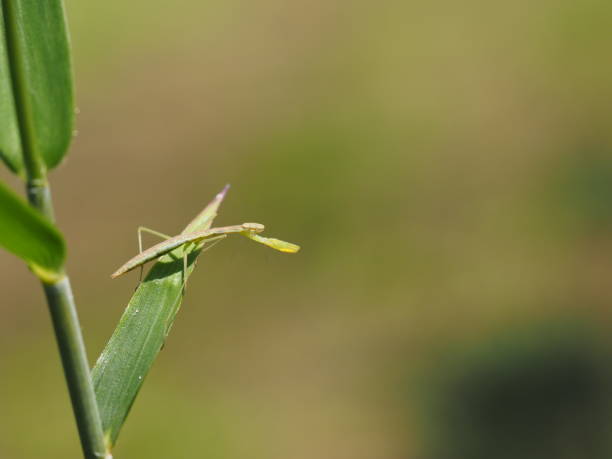 istock Baby praying mantis on green leaf 1317223955