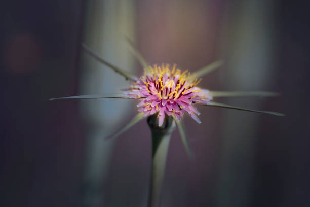 istock tragopogon porrifolius 1317224195