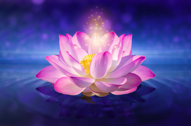 istock lotus Pink light purple floating light sparkle purple background 1317225311