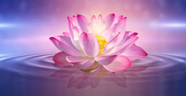 istock lotus Pink light purple floating light sparkle purple background 1317225312