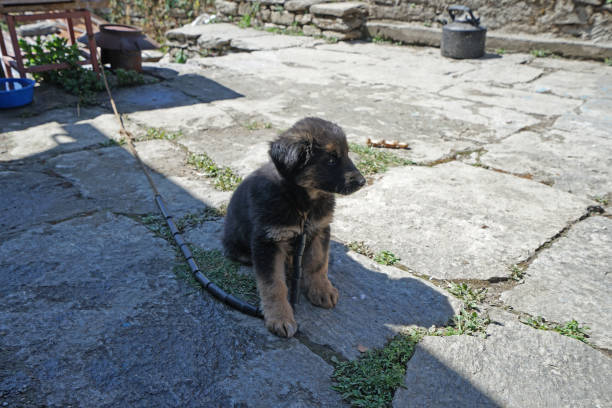 Black and brown little dog