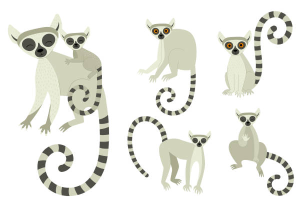 illustrations, cliparts, dessins animés et icônes de un ensemble de lémuriens dans différentes poses. animaux mignons exotiques de madagascar et d’afrique. illustration de vecteur dans le modèle plat - maki