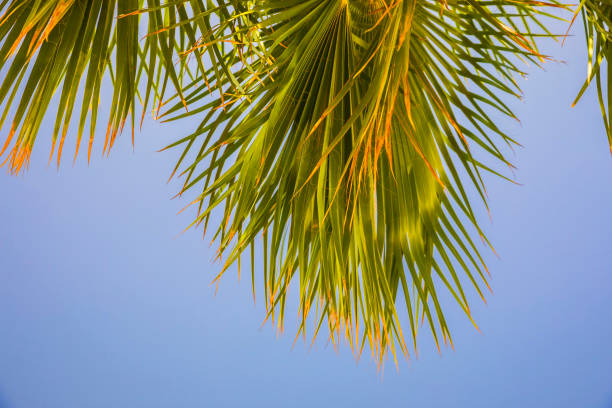 Palm branches against a clear blue sky