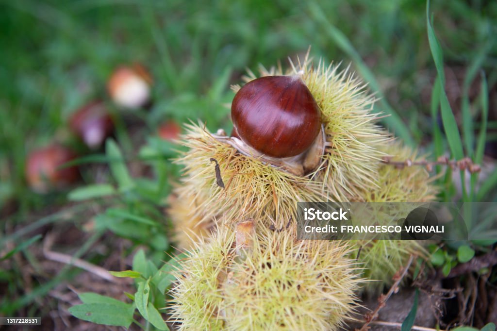 the chestnut called Marrone di San Zeno is a chestnut typical of the Veneto area of Lake Garda Chestnut - Food Stock Photo