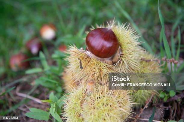 The Chestnut Called Marrone Di San Zeno Is A Chestnut Typical Of The Veneto Area Of Lake Garda Stock Photo - Download Image Now