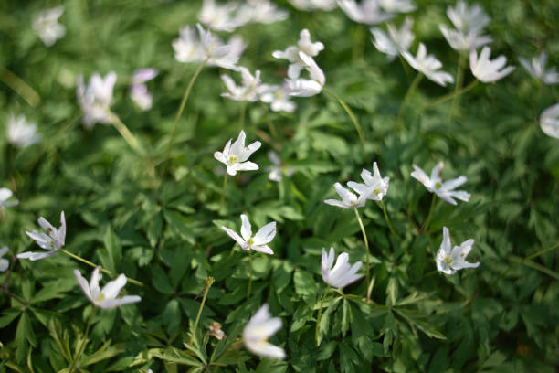 anemone nemorosa In an undergrowth, in early spring, the Anemone nemorosa blooms. wildwood windflower stock pictures, royalty-free photos & images