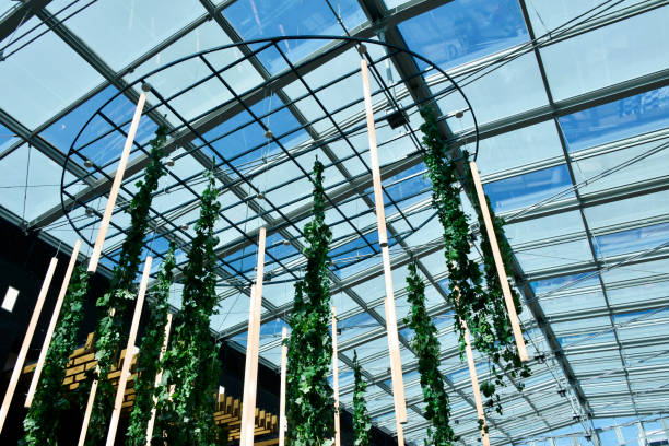 istock Grapevine decoration under the glass roof 1317229747
