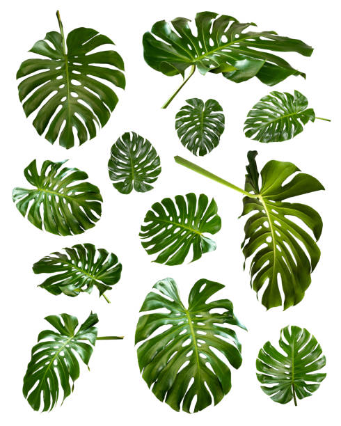 istock More beautiful exotic tropical leaves, isolated leaf background,monstera leaf 1317230024