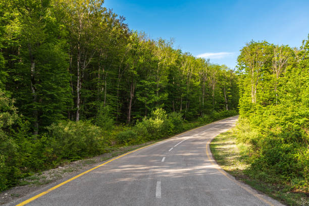 istock A winding asphalt road in a green forest 1317230076
