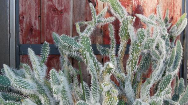 カリフォルニア州サボテン多肉植物砂漠の植物、乾燥した気候自然の花、植物のクローズアップ背景。緑の装飾的な珍しい観葉植物。アメリカのガーデニングは、アロエとアガベで育つ - desert flower california cactus ストックフォトと画像