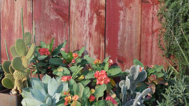 カリフォルニア州サボテン多肉植物砂漠の植物、乾燥した気候自然の花、植物のクローズアップ背景。緑の装飾的な珍しい観葉植物。アメリカのガーデニングは、アロエとアガベで育つ - desert flower california cactus ストックフォトと画像