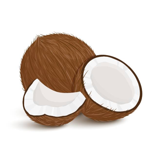Web Set of exotic whole, half, cut pieces of coconut fruit isolated on white background. Summer fruits for a healthy lifestyle. Organic fruits. Cartoon style. Vector illustration for any design. coconut stock illustrations