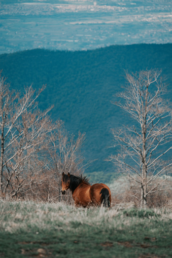 horse family living in grassland of Tibet.