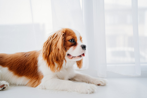 Cavalier King Charles Spaniel - a breed of companion dogs, a small spaniel sitting on the windowsill by the window. pet.