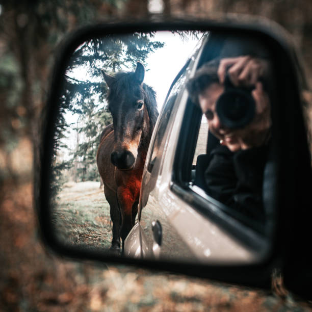 A horse in a car rear-view mirror