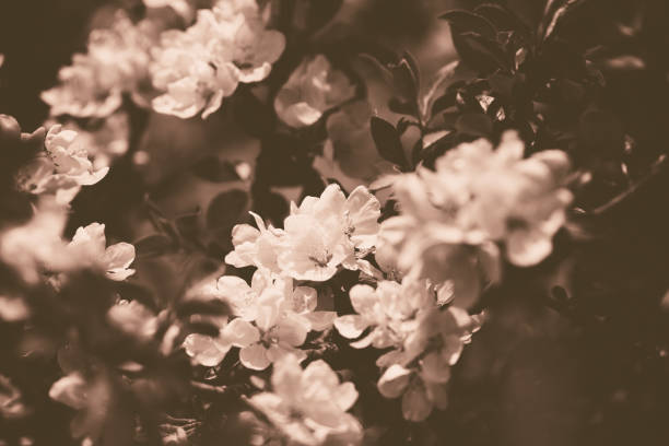 istock Apple blossoms over blurred nature background. Spring flowers. Spring Background. 1317235410