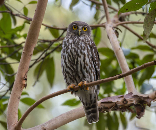 istock barking owls nonox connivens 1317235481