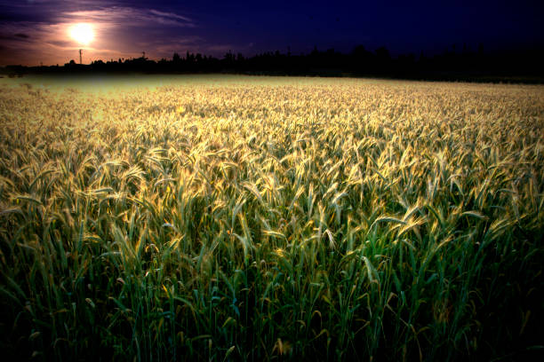istock Wheat field at sunrise on a spring day 1317235539