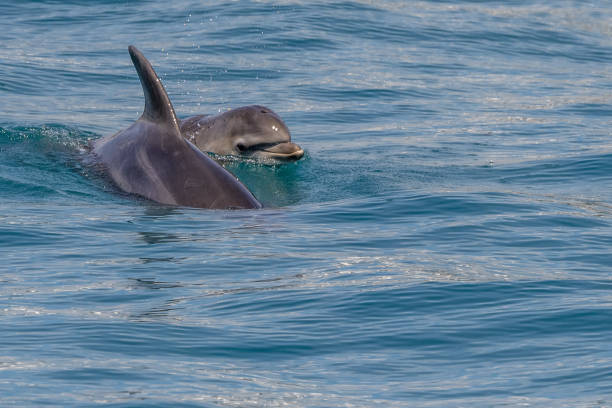 istock baby and mom dolphin jumping outside the harbor 1317235596