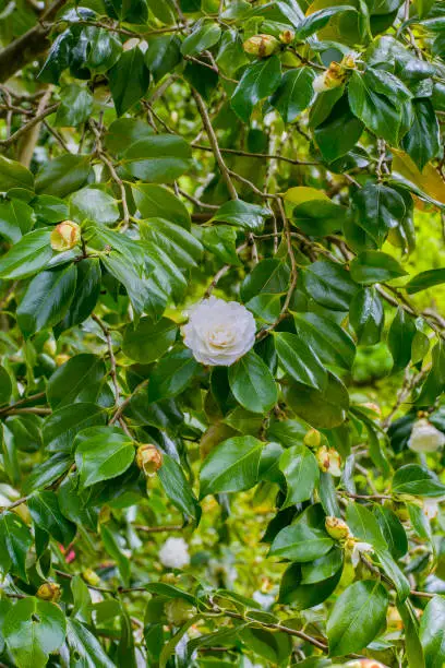 Photo of White rhododendron on a background of green on a plant in England