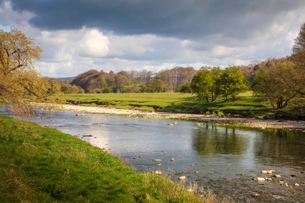 river ribble, green, whalley, clitheroe. - ribble stock-fotos und bilder