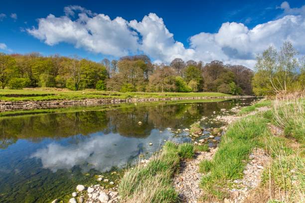 river ribble, green, whalley, clitheroe. - ribble stock-fotos und bilder