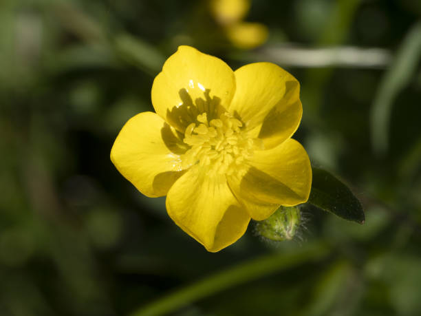istock yellow buttercup flower macro 1317237123