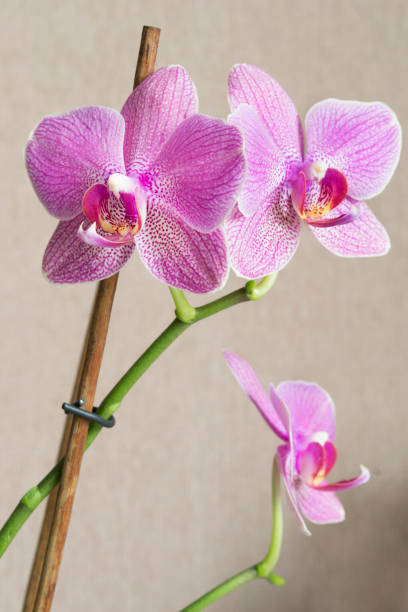 istock Pink phalaenopsis flowers 1317237420