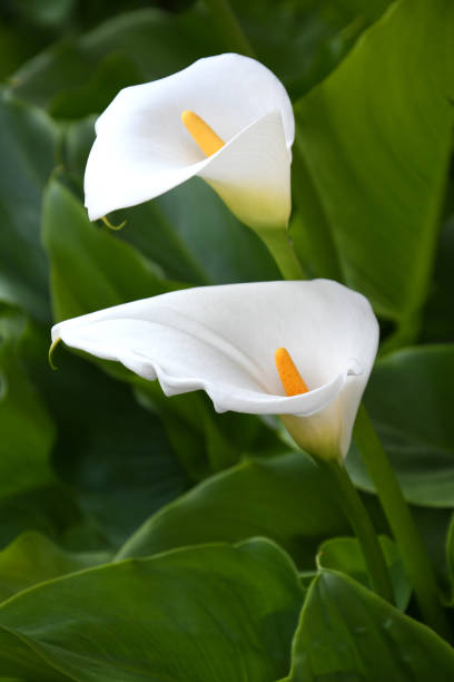 istock beautiful blooming calla lilies in a garden 1317237510