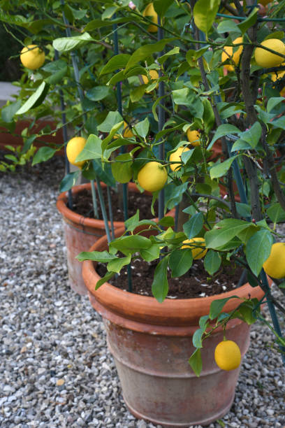 istock plants of lemon in a garden 1317237512