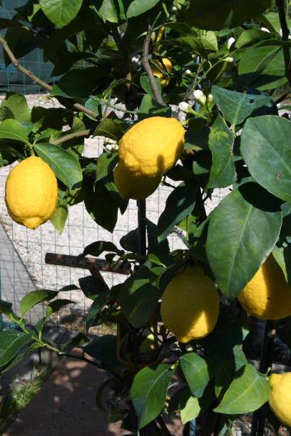 istock plants of lemon in a garden 1317237515
